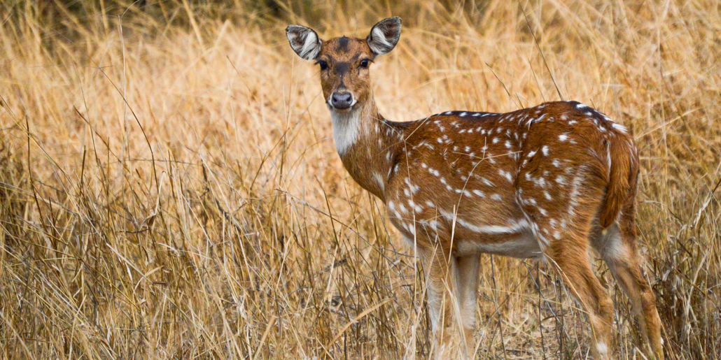 Sariska Tiger Camp